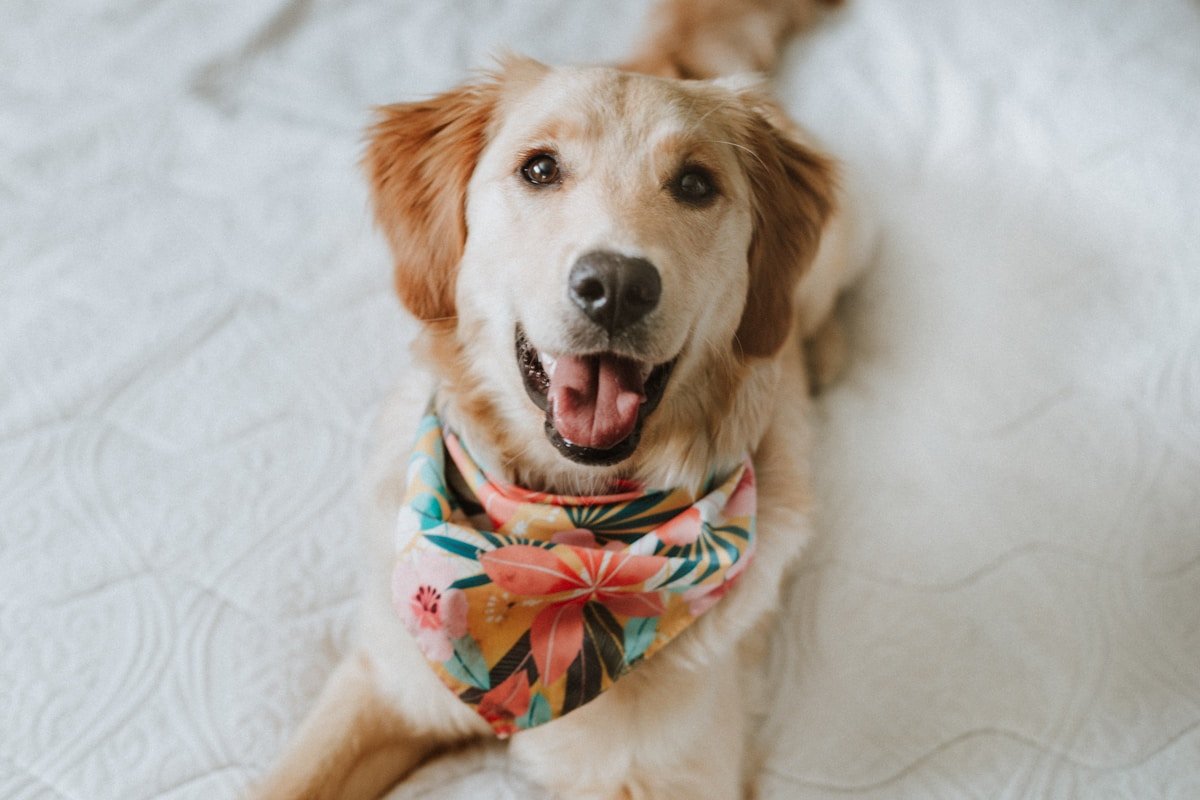 Proteção Divina para Seu Cachorrinho Amado